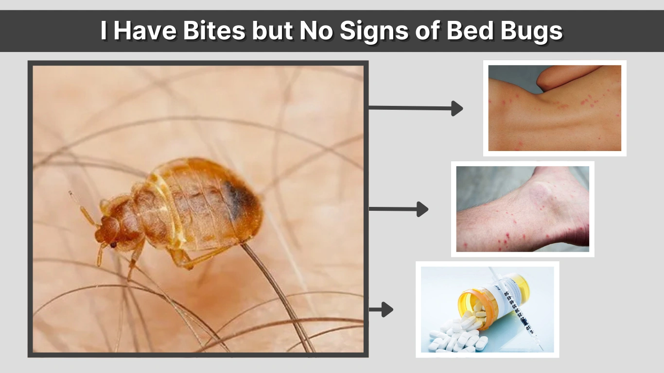 I Have Bites but No Signs of Bed Bugs Causes, Pictures & Treatment