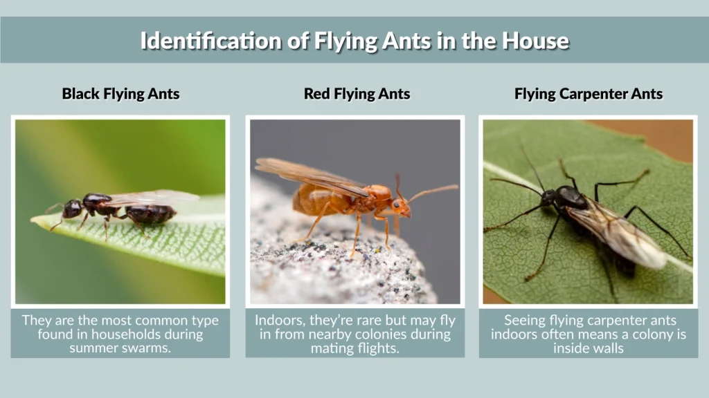 Identification of Flying Ants in the House