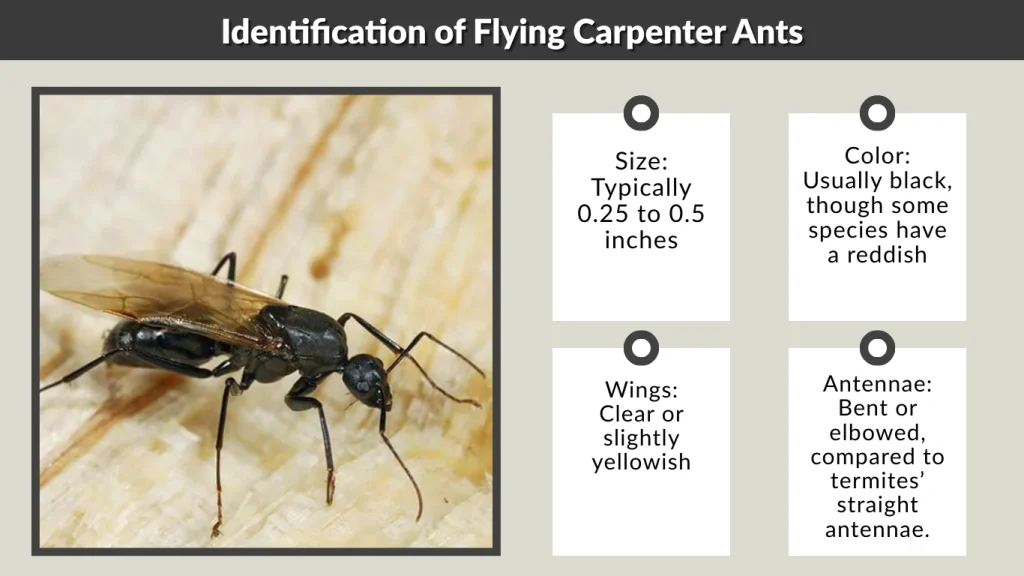 Identification of Flying Carpenter Ants