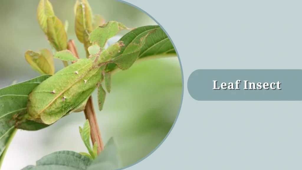 Leaf Insect