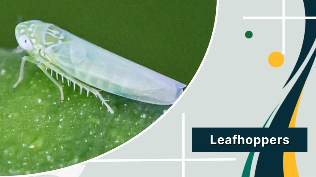 Leafhoppers