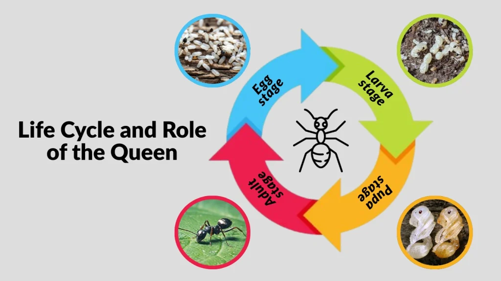 Life Cycle and Role of the Queen