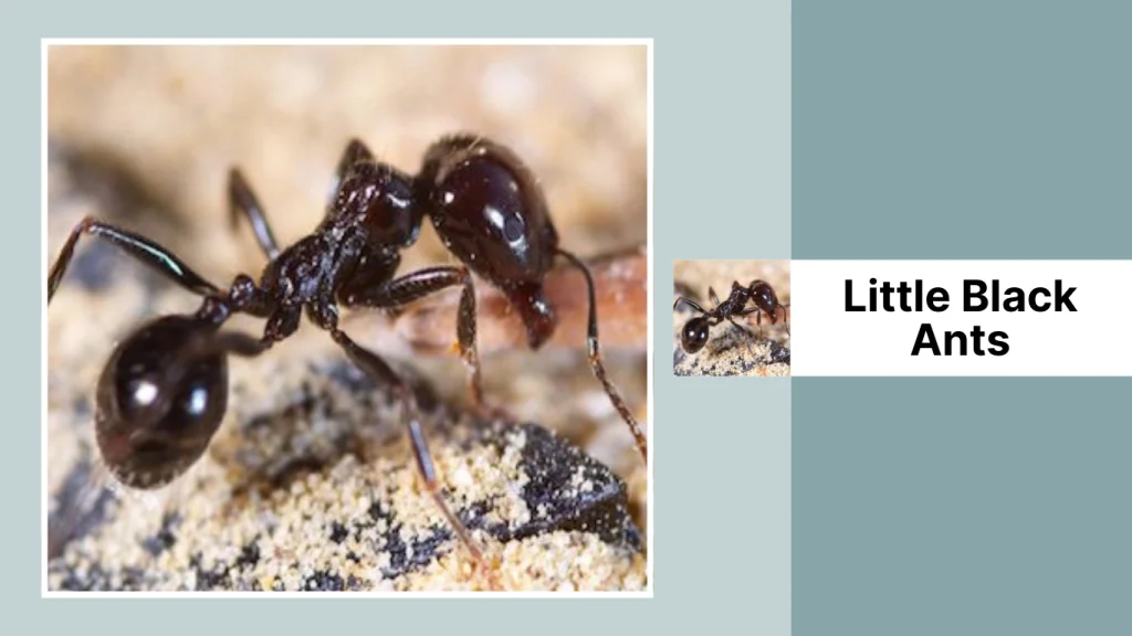 Little Black Ants