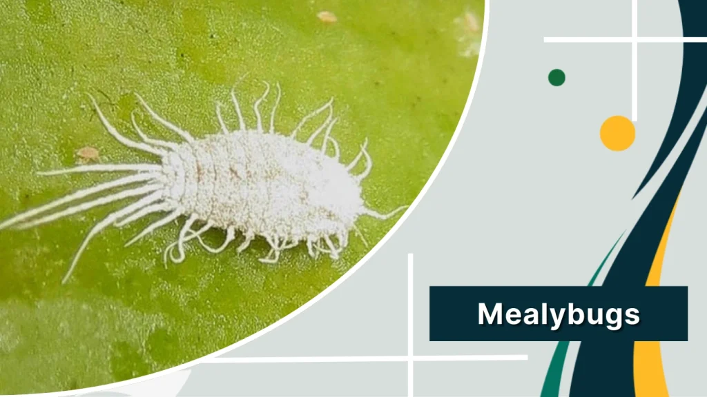 Mealybugs