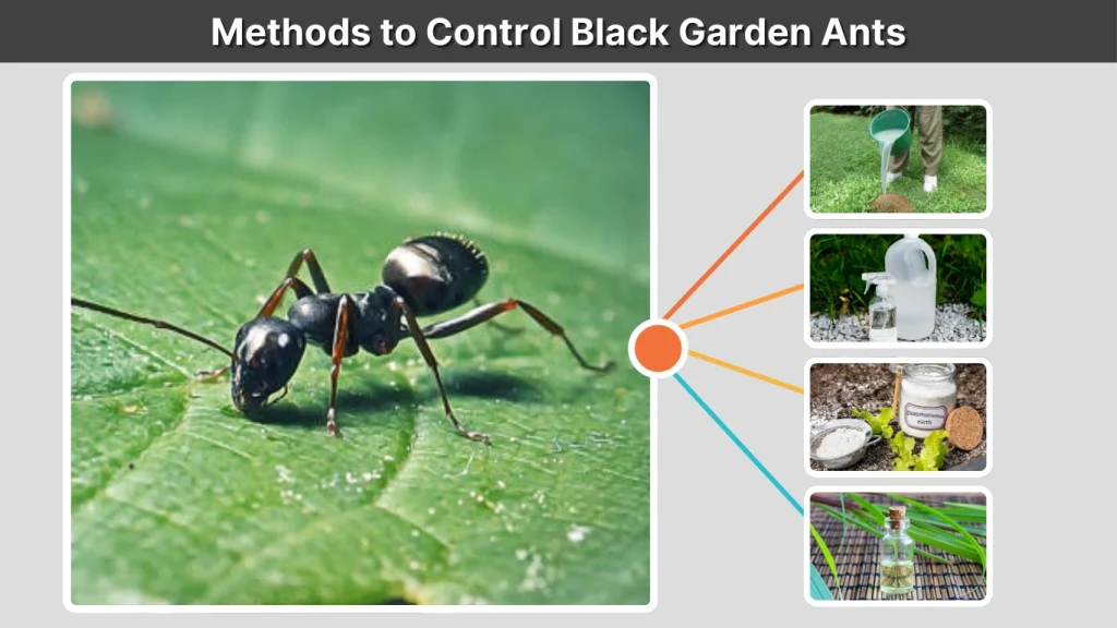 Methods to Control Black Garden Ants