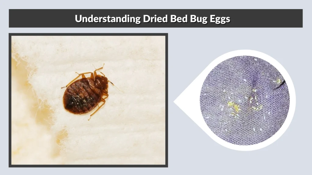 Understanding Dried Bed Bug Eggs