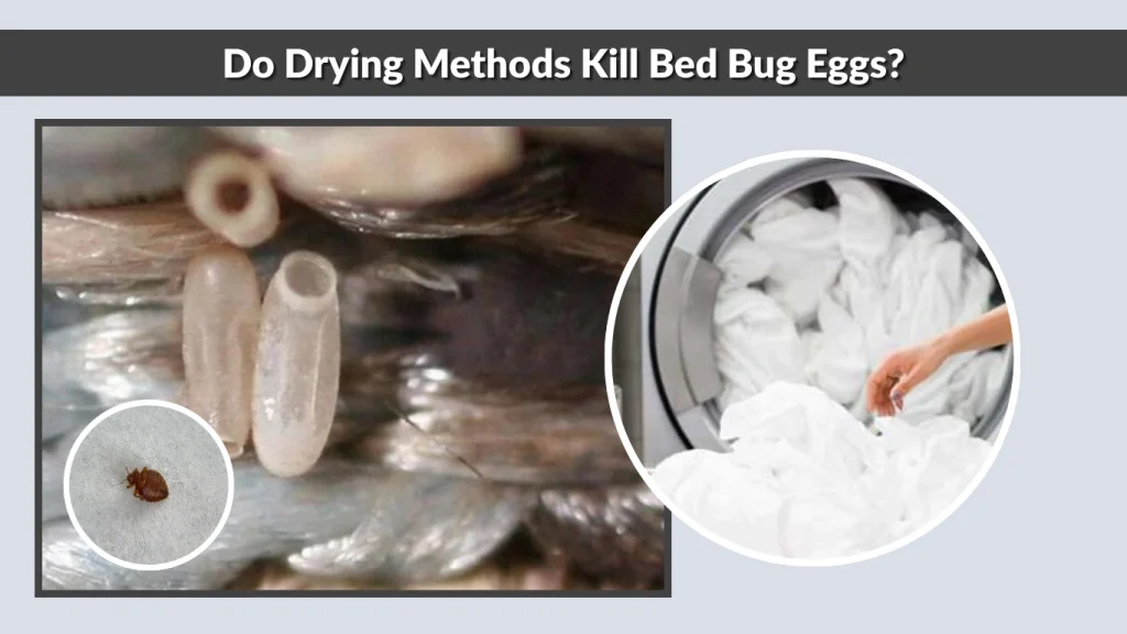 Do Drying Methods Kill Bed Bug Eggs?