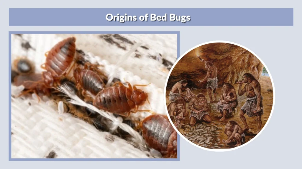 Origins of Bed Bugs