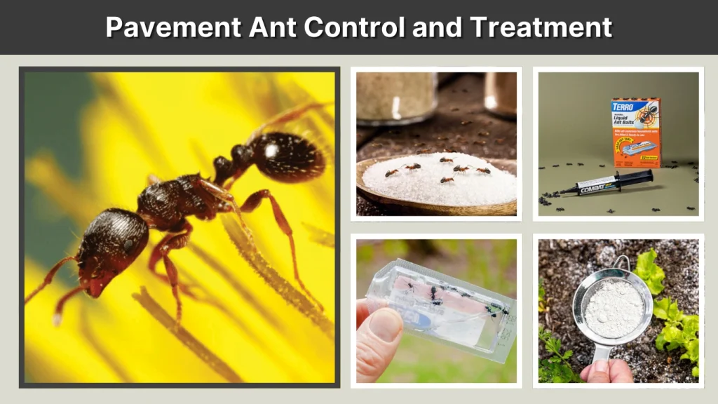 Pavement Ant Control and Treatment