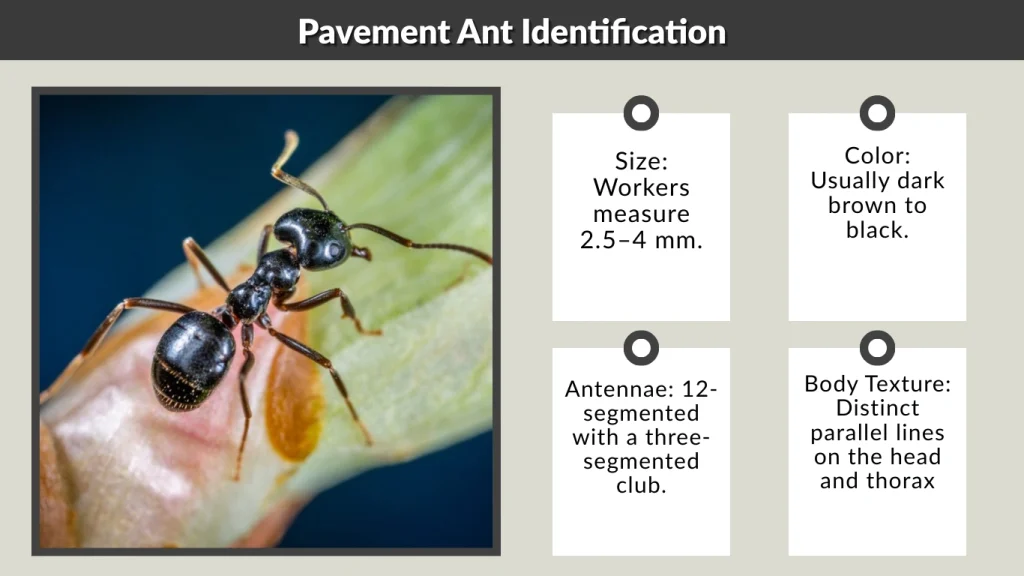 Pavement Ant Identification
