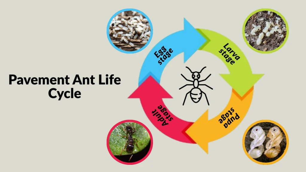Pavement Ant Life Cycle