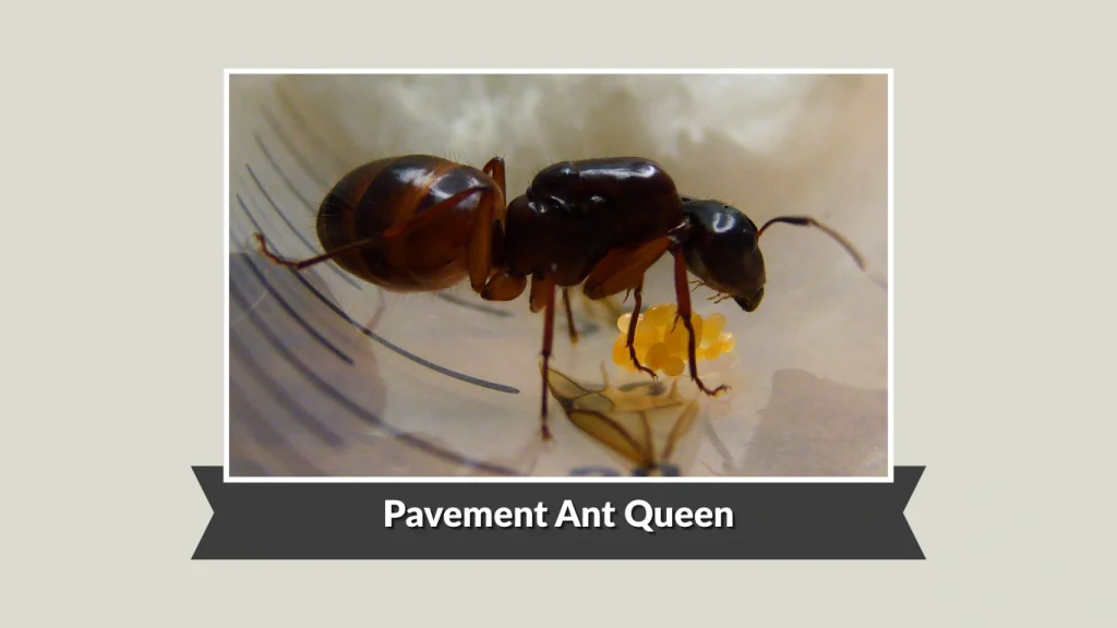 Pavement Ant Queen