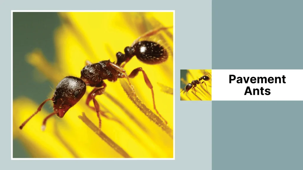 Pavement Ants