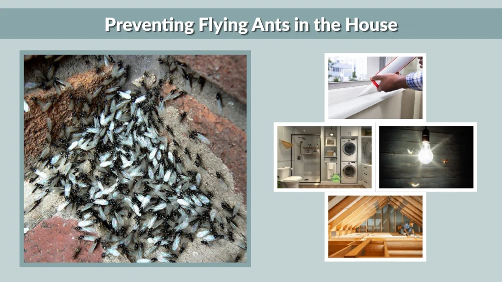 Preventing Flying Ants in the House