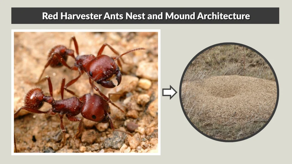 Red Harvester Ants Nest and Mound Architecture