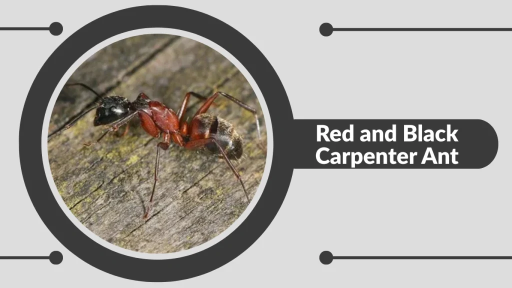 Red and Black Carpenter Ant