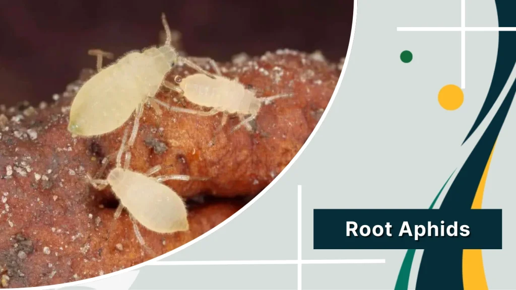 Root Aphids