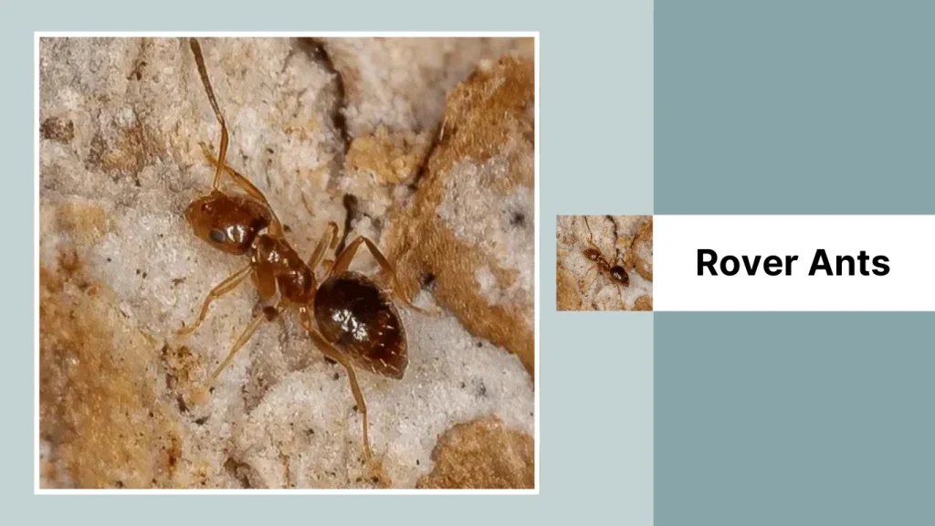 Rover Ants