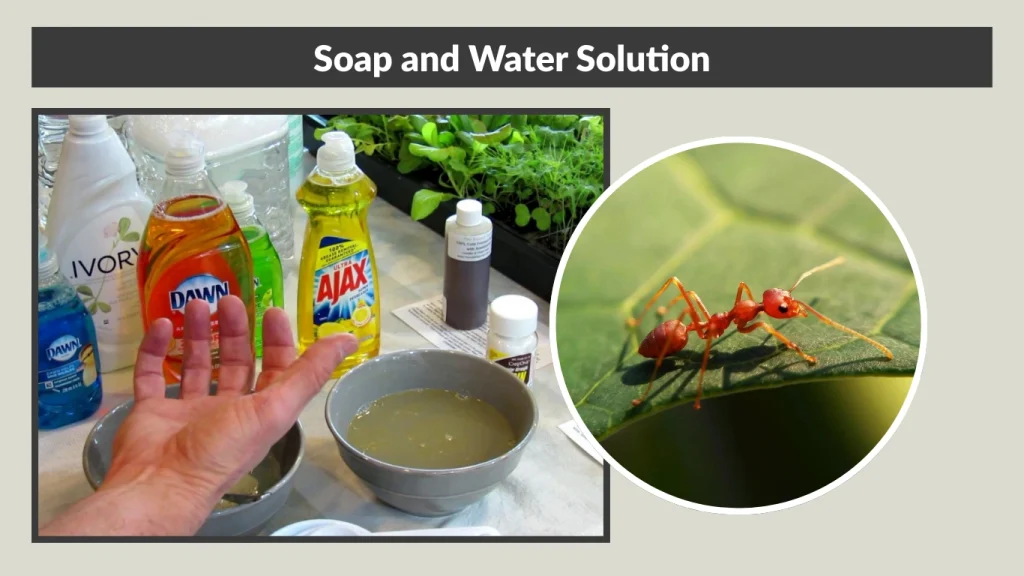 Soap and Water Solution