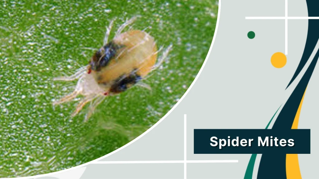 Spider Mites