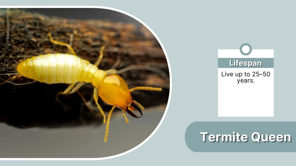 Termite Queen