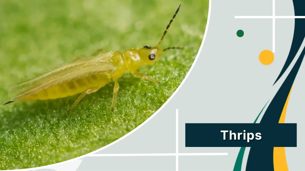 Thrips