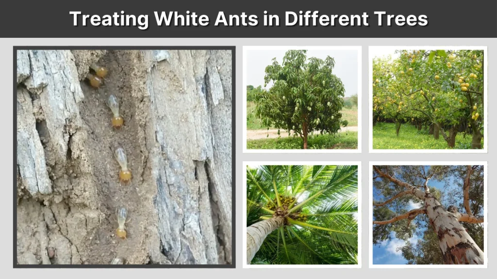 Treating White Ants in Different Trees