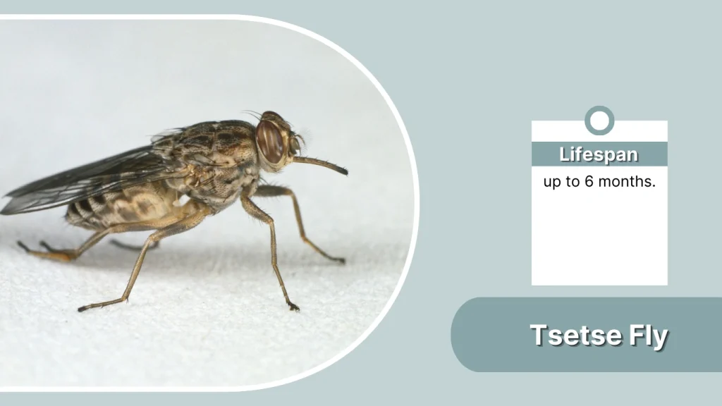 Tsetse Fly