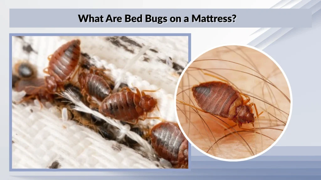 What Are Bed Bugs on a Mattress