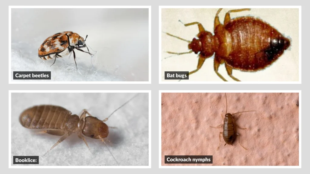 What Bugs Look Like Bed Bugs but Can Fly