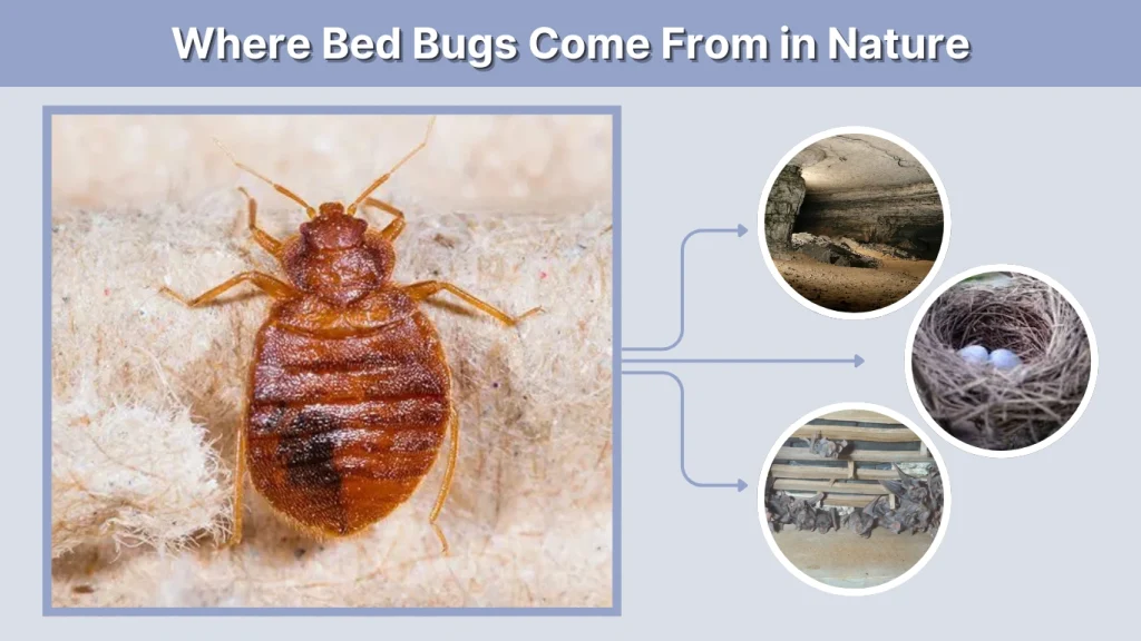 Where Bed Bugs Come From in Nature
