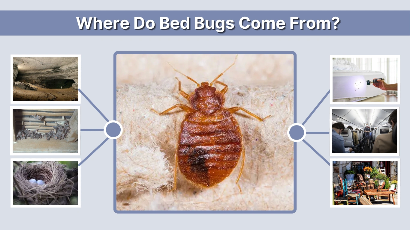 Where Do Bed Bugs Come From Causes, Origins, and Prevention