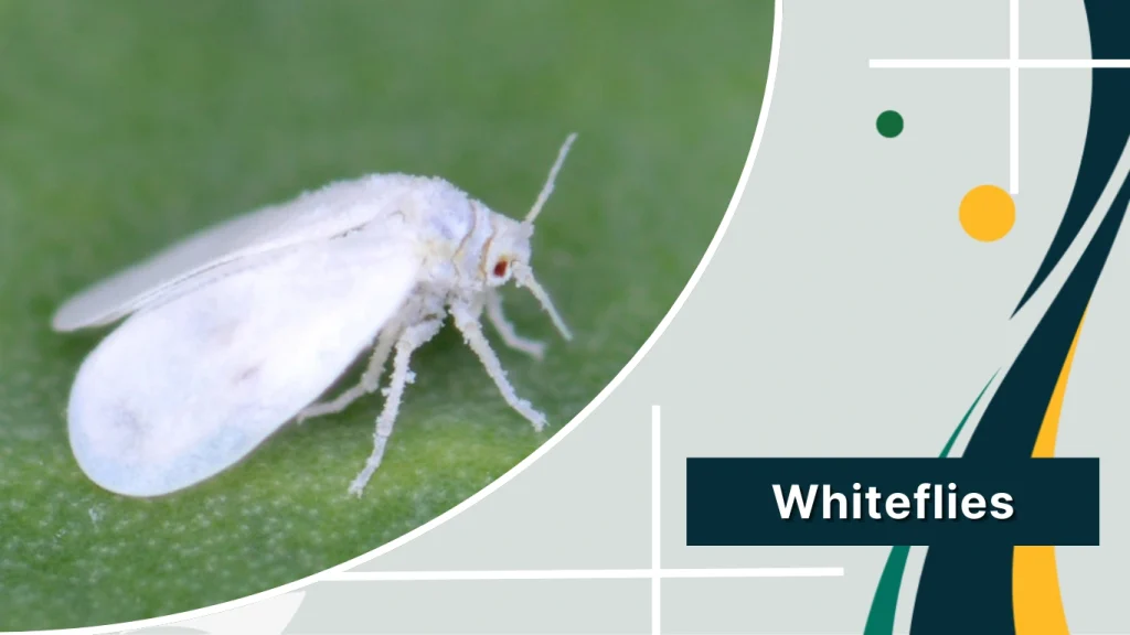 Whiteflies