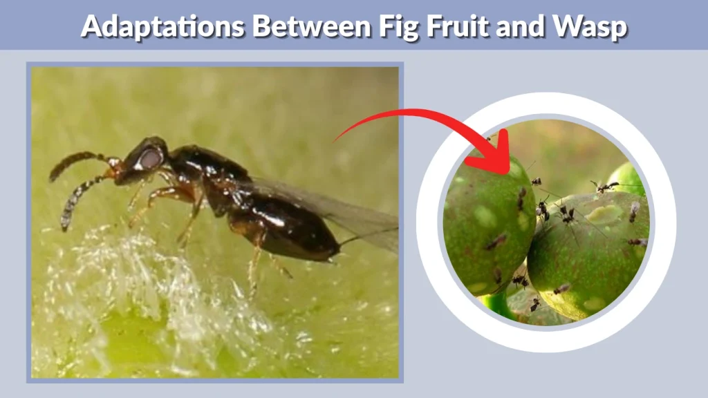 Adaptations Between Fig Fruit and Wasp