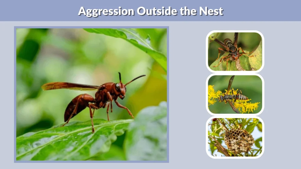 Aggression Outside the Nest