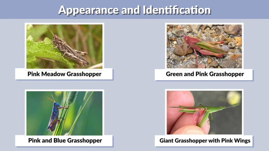 Appearance and Identification