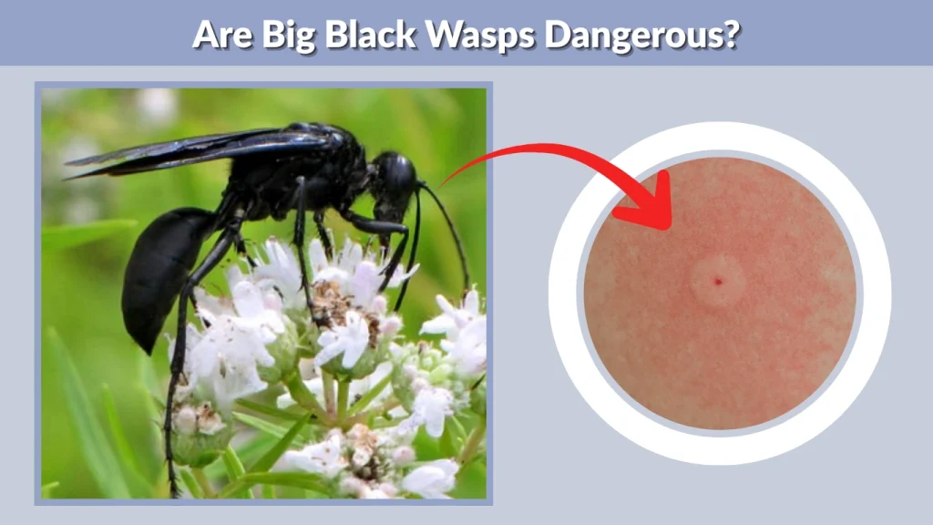 Are Big Black Wasps Dangerous