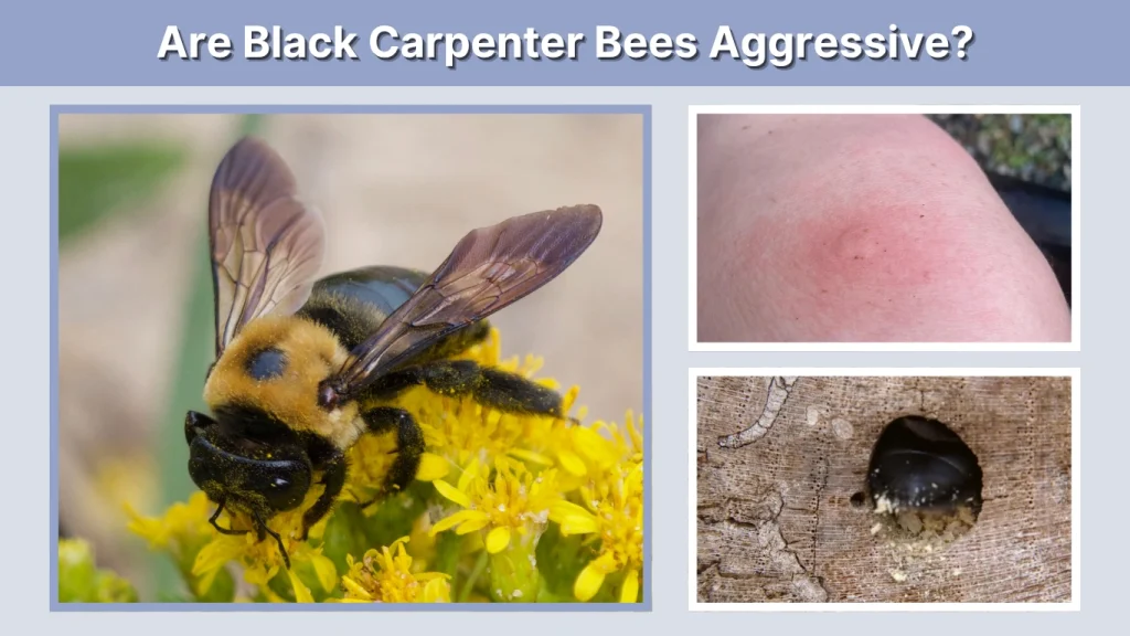 Are Black Carpenter Bees Aggressive