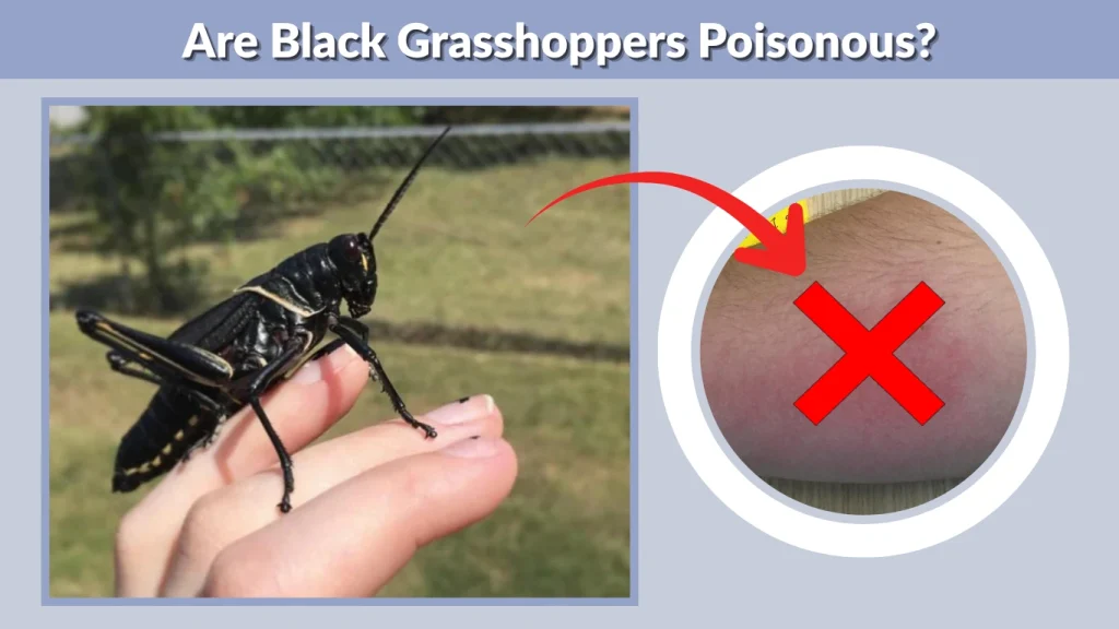Are Black Grasshoppers Poisonous