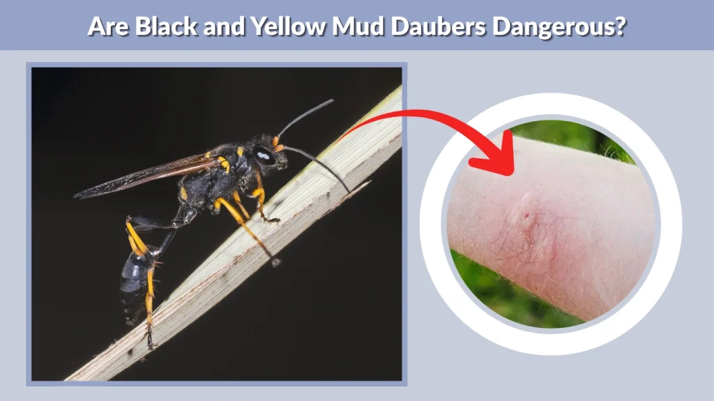Are Black and Yellow Mud Daubers Dangerous