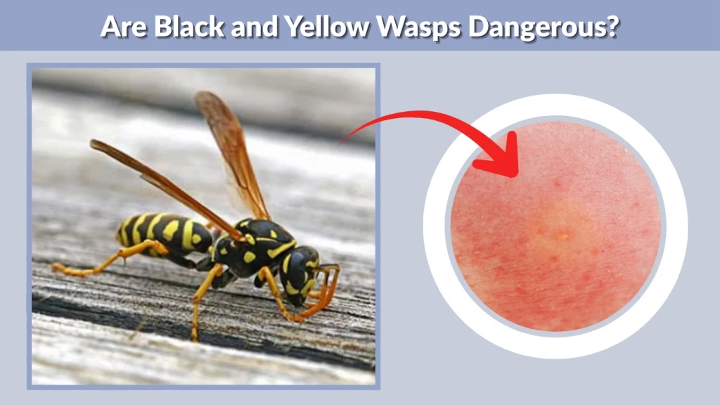 Are Black and Yellow Wasps Dangerous