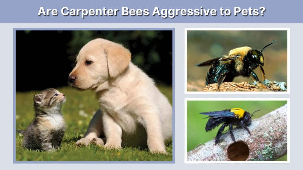 Are Carpenter Bees Aggressive to Pets