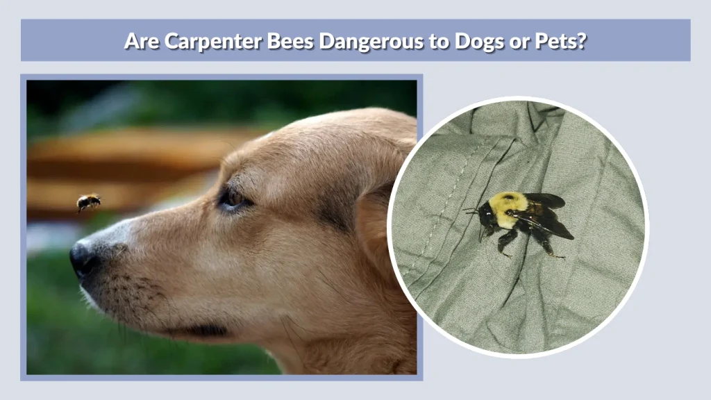 Are Carpenter Bees Dangerous to Dogs or Pets