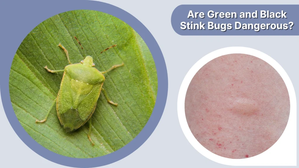 Are Green and Black Stink Bugs Dangerous