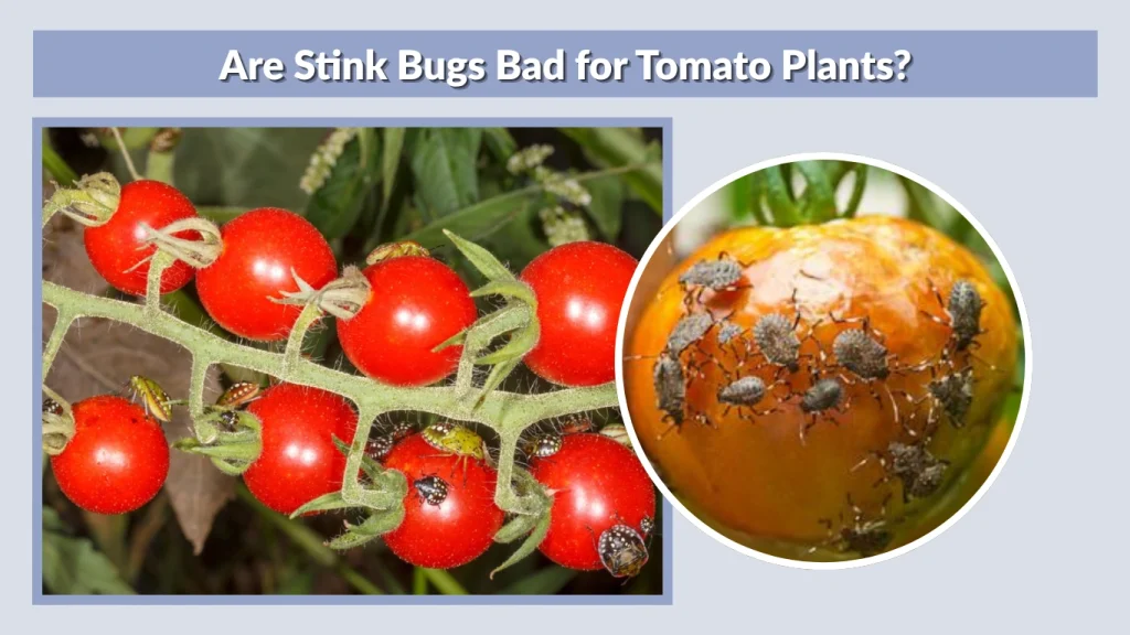 Are Stink Bugs Bad for Tomato Plants