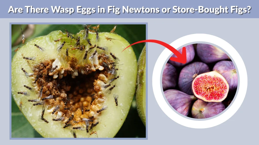 Are There Wasp Eggs in Fig Newtons or Store-Bought Figs