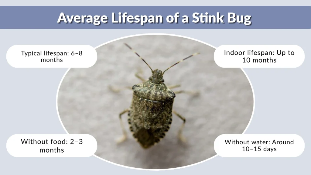 Average Lifespan of a Stink Bug