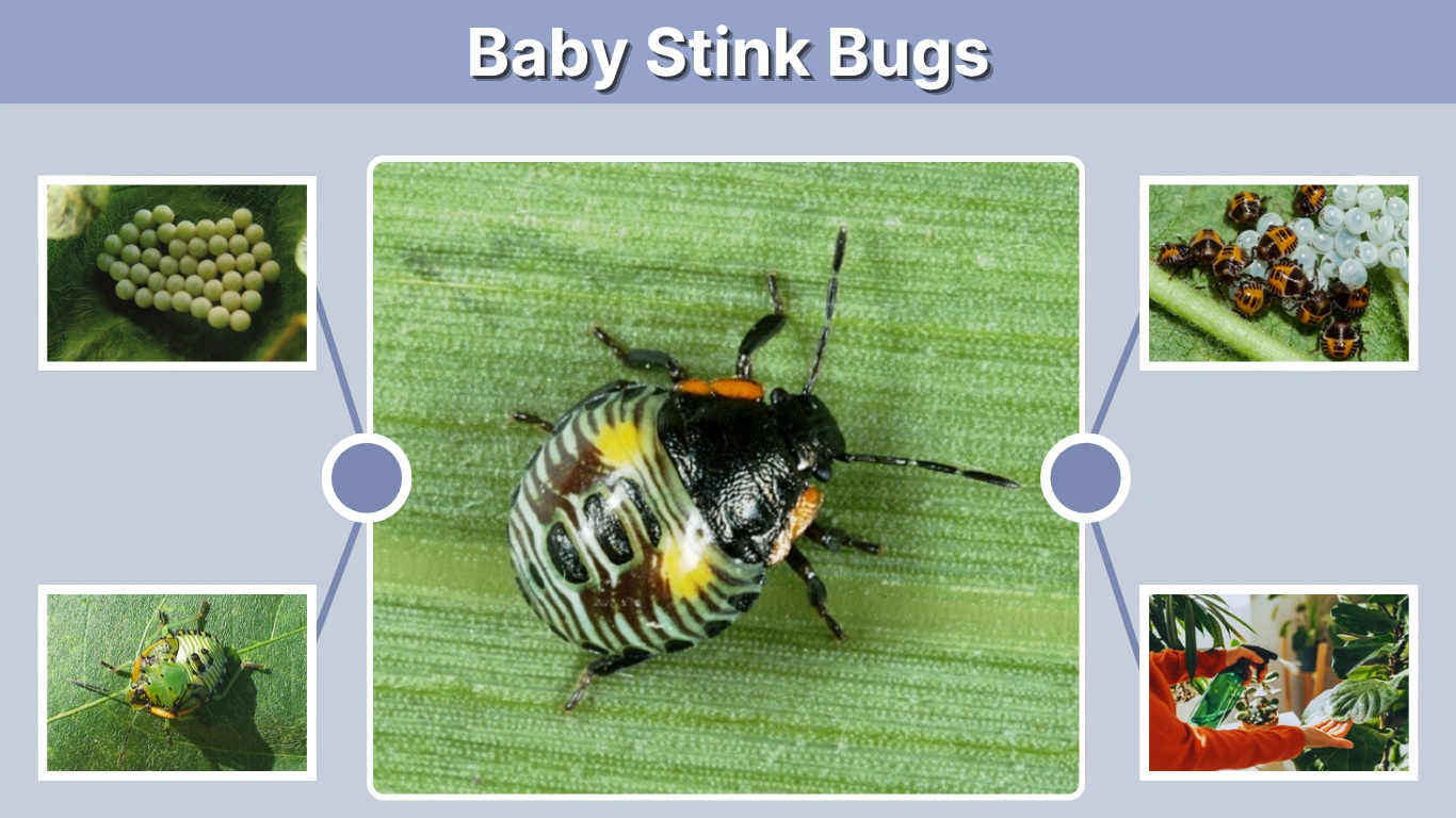 Baby Stink Bugs Identification, Appearance, and Control