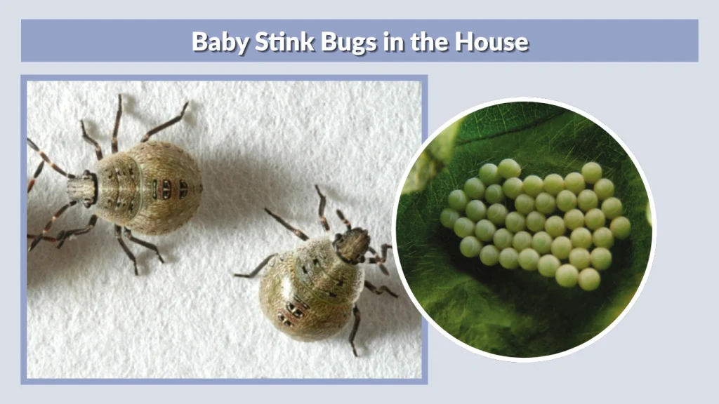 Baby Stink Bugs in the House