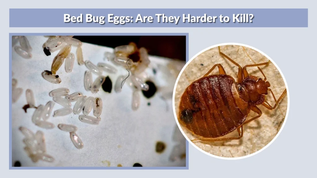 Bed Bug Eggs Are They Harder to Kill